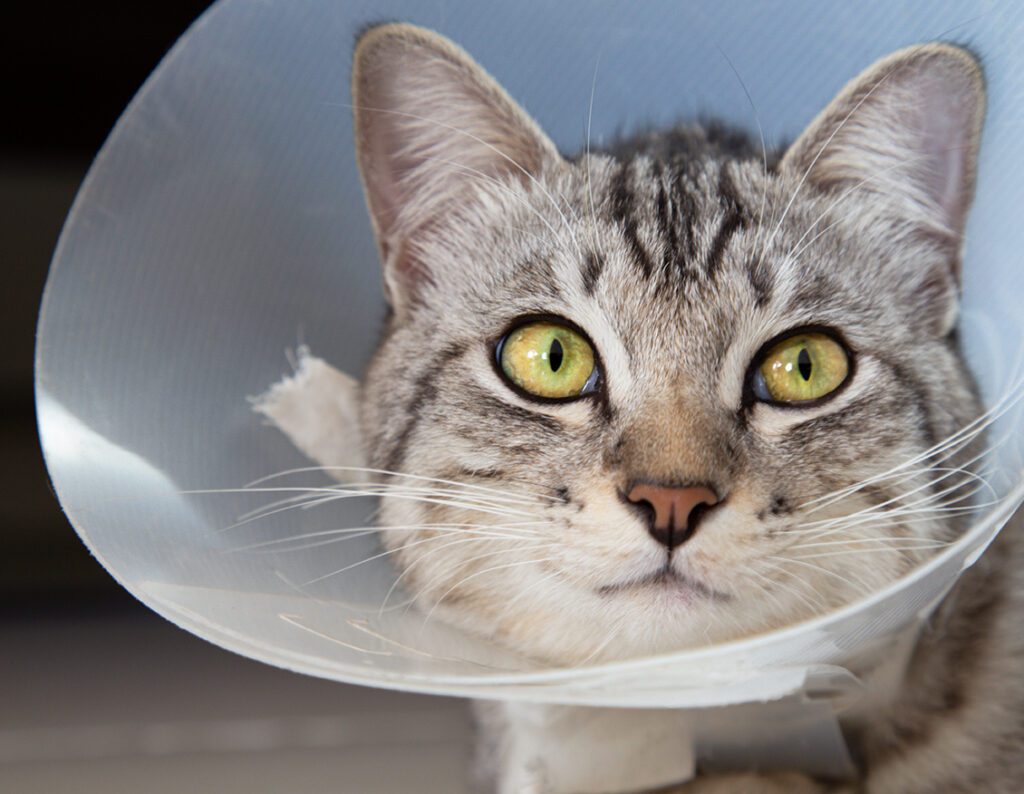 happy young american shorthair cat in veterinary plastic cone or